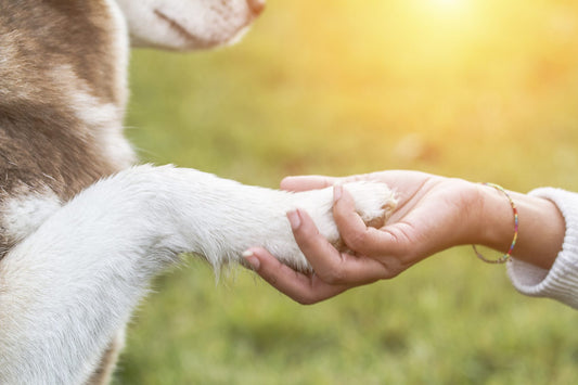 Dogs are The Ultimate Companion for People With Autism